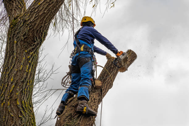 Dead Tree Removal in Chisago City, MN